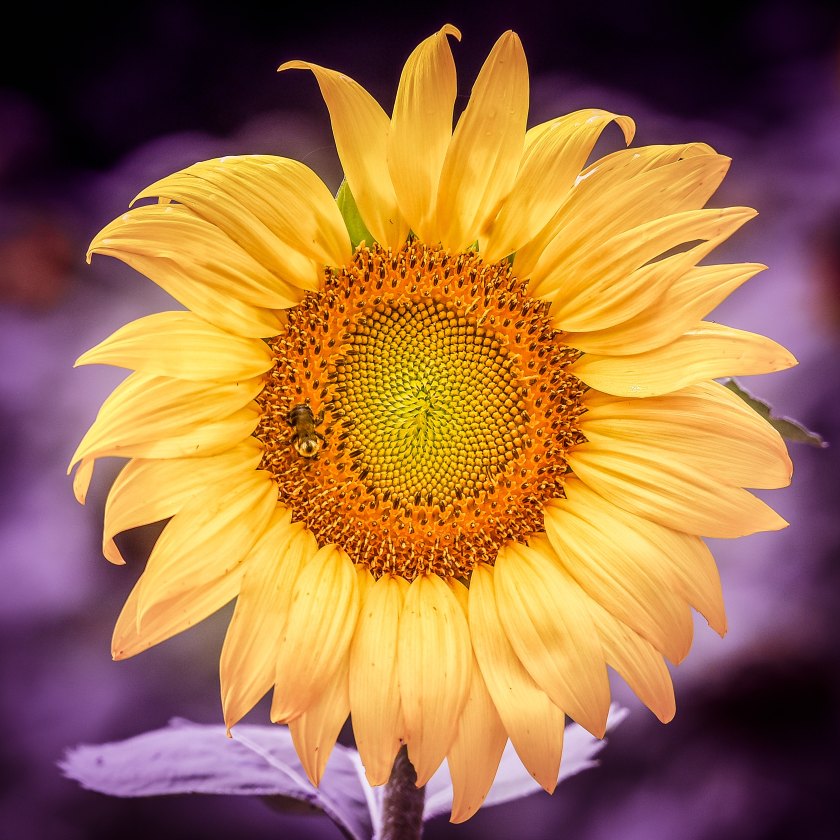sunflower purple bkground